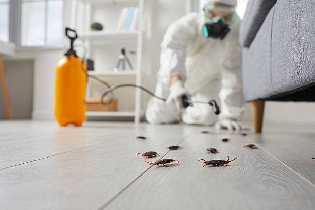 Post-Treatment Bed Bug Interceptor Monitoring in Zwolle